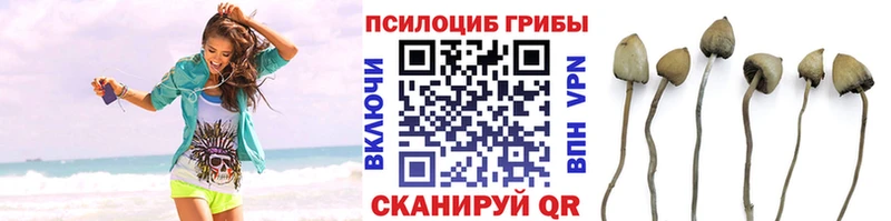 цены   Венёв  Галлюциногенные грибы GOLDEN TEACHER 